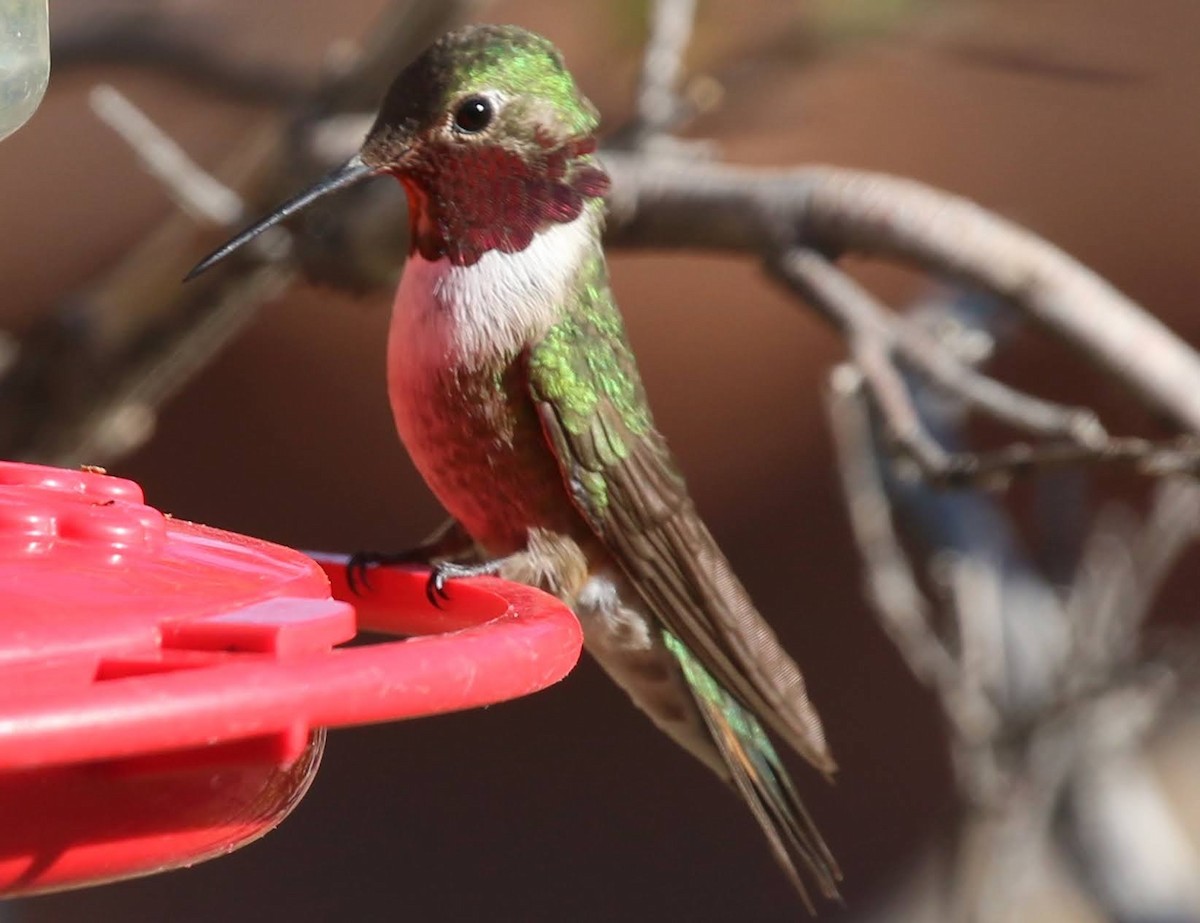 Broad-tailed Hummingbird - sam hough