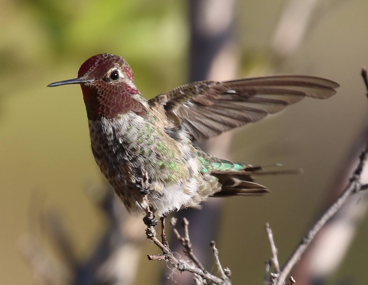 Anna's Hummingbird - ML249991361