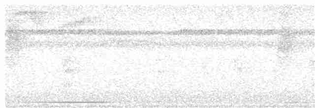 holub bledoprsý - ML249993001