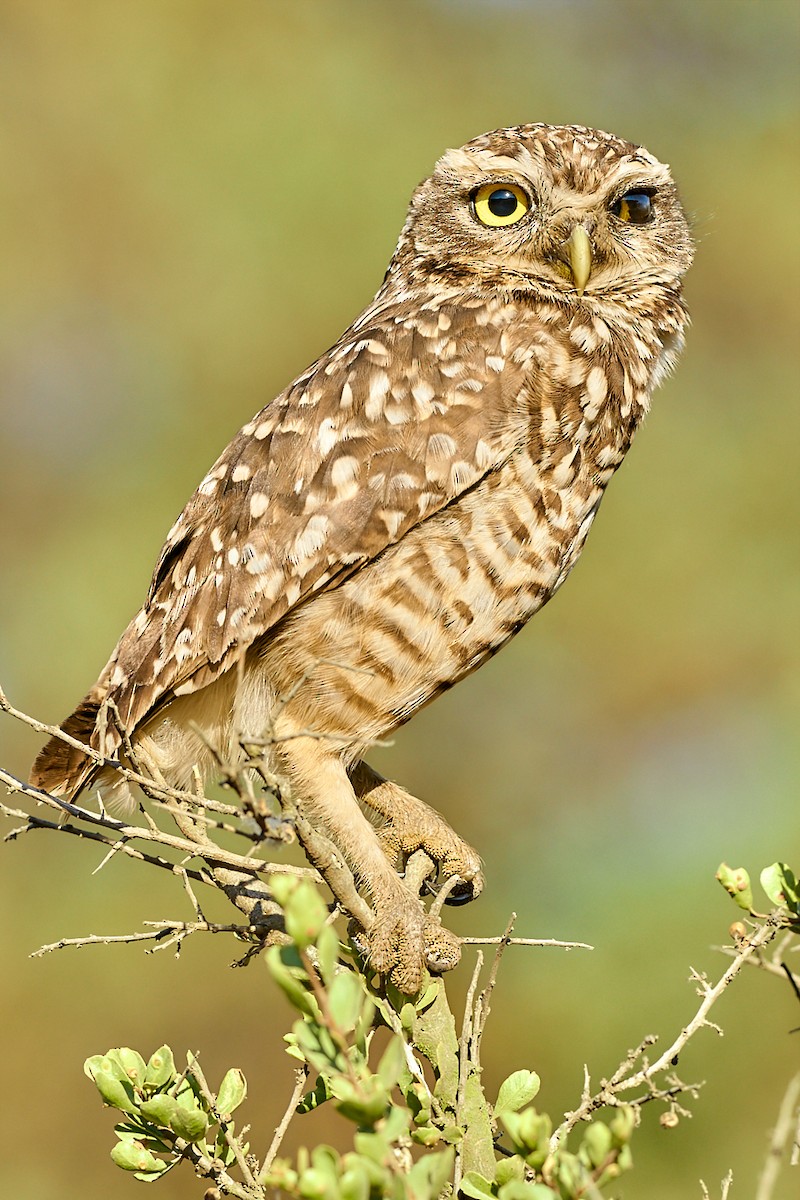 Burrowing Owl - ML249993791