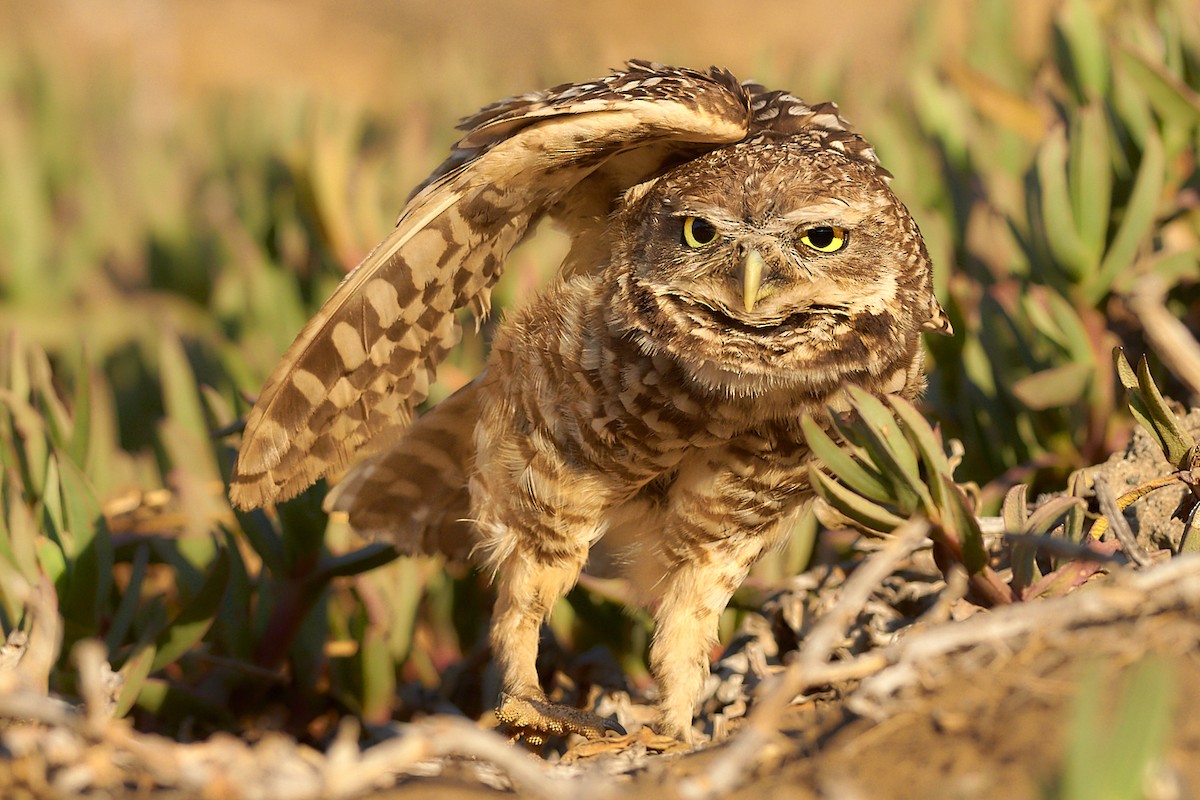 Burrowing Owl - ML249993801