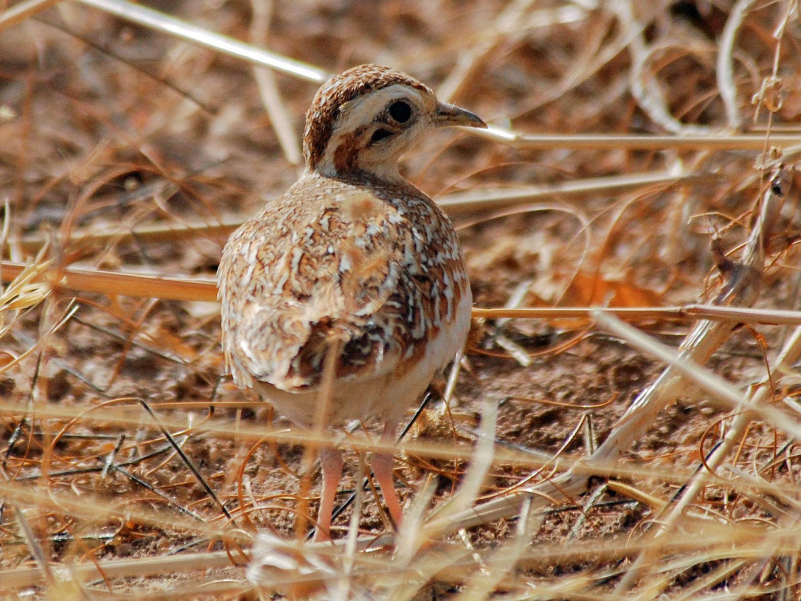 quail-plover