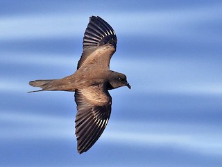  - Matsudaira's Storm-Petrel