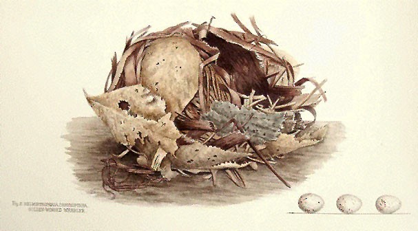 Golden-winged Warbler Figure 8. Illustration of nest and eggs of the Golden-winged Warbler.