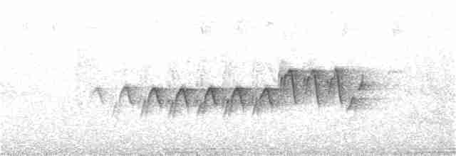 Пісняр-лісовик жовтогузий (підвид auduboni) - ML250000521