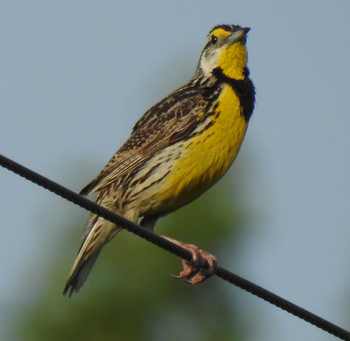 Virginia Breeding Bird Atlas Checklist 17 Jul 2020 Garden Creek Road 4 Species 6204