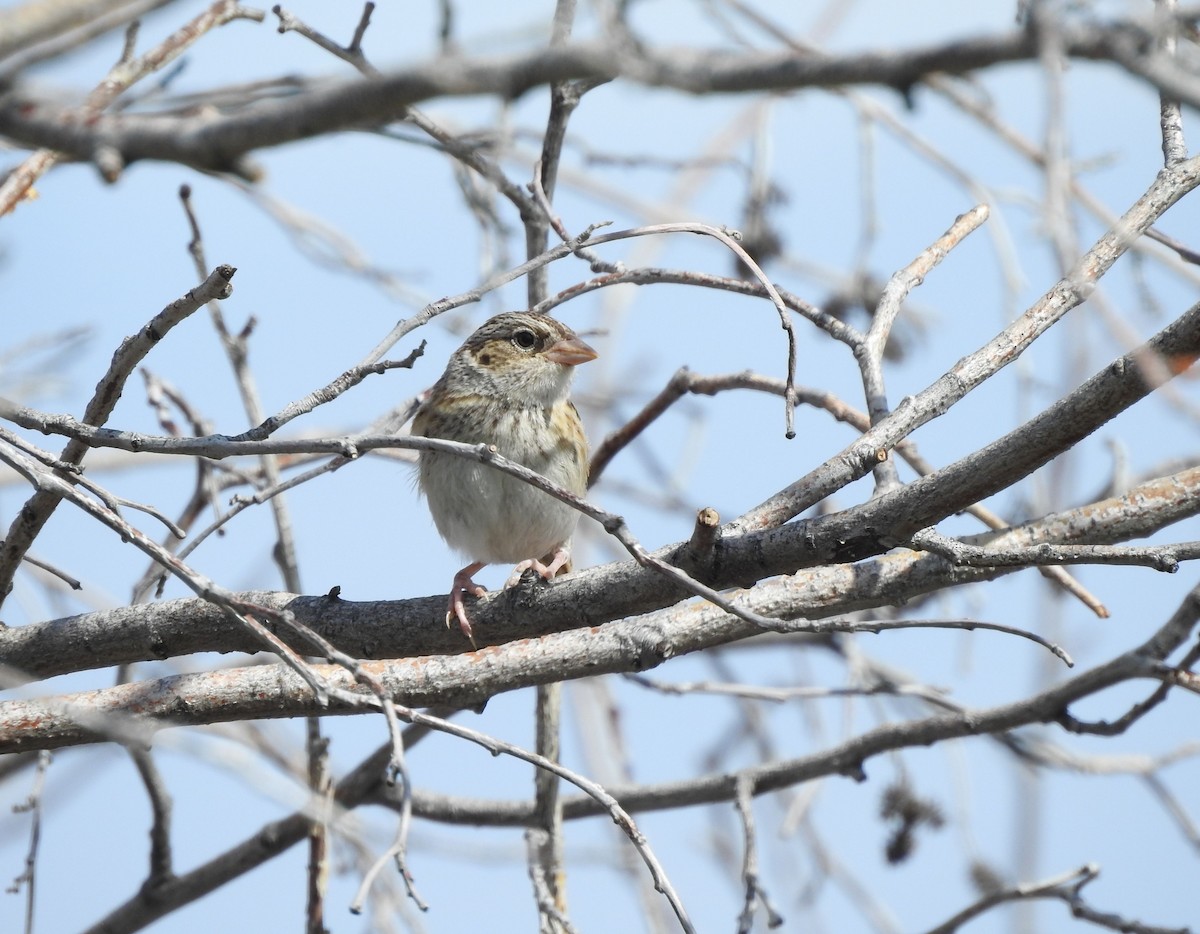 Grasshopper Sparrow - ML250016521