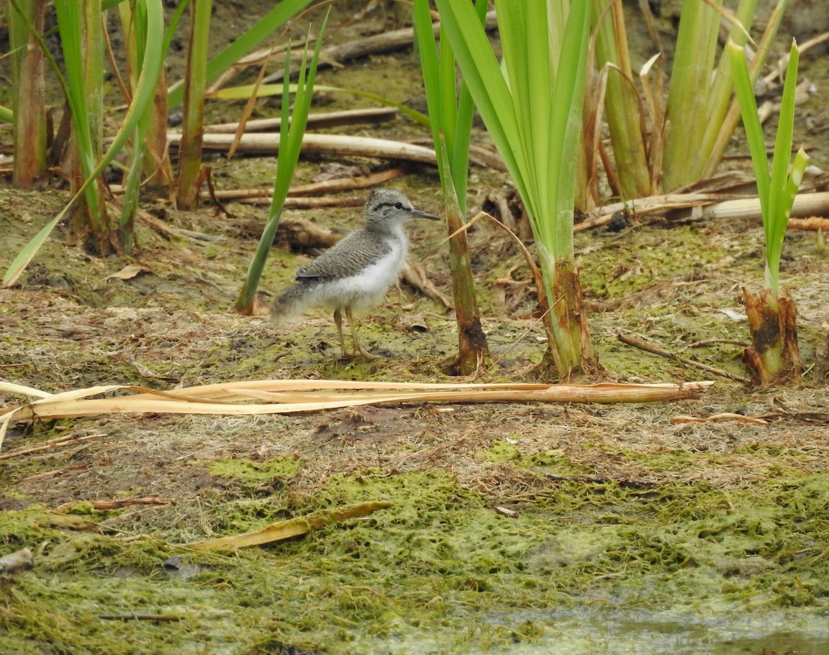 Spotted Sandpiper - Shane Sater
