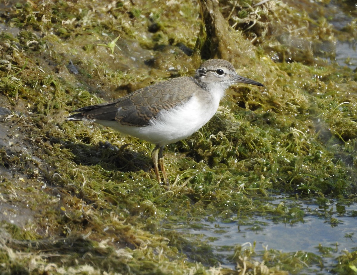 Spotted Sandpiper - Shane Sater
