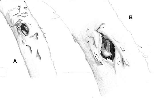 Figure 8. Hawai'i 'Akepa female feeding nestlings. B. Hawai'i 'Akepa juvenile about to leave nest. - Hawaii Akepa - 