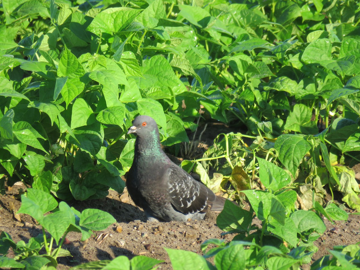 Rock Pigeon (Feral Pigeon) - ML250028081
