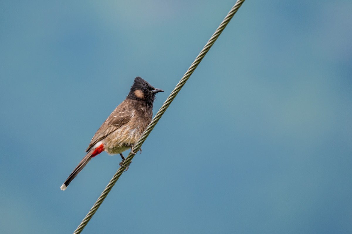 Red-vented Bulbul - ML250028981
