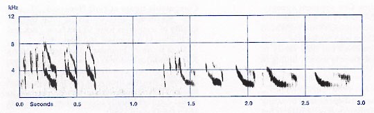 Figure 7. <em>Tchi</em> vocalization. - Seaside Sparrow - 