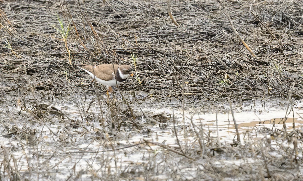 Semipalmated Plover - ML250032491