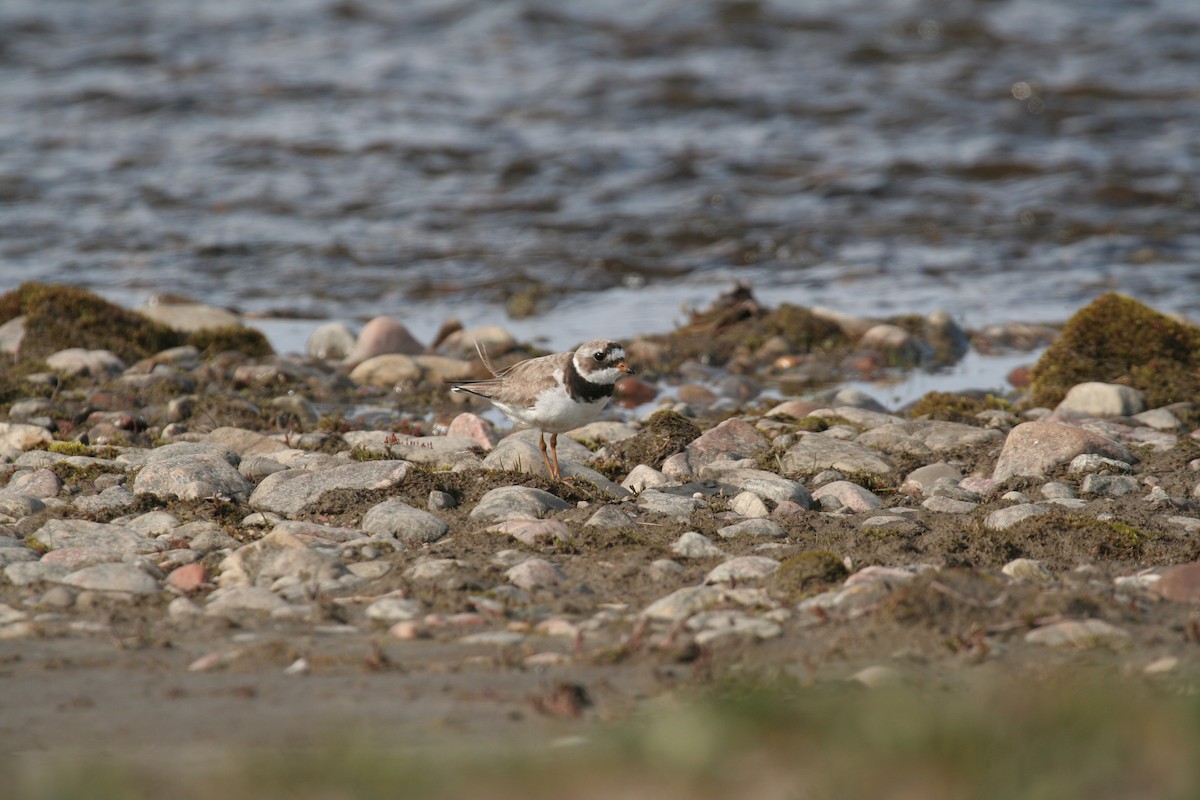 Common Ringed Plover - ML250032991