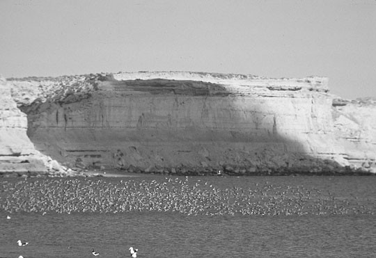 Figure 2. Flock of wintering Red Knots near cliffs of Golfo San Jose in Argentina. - Red Knot - 