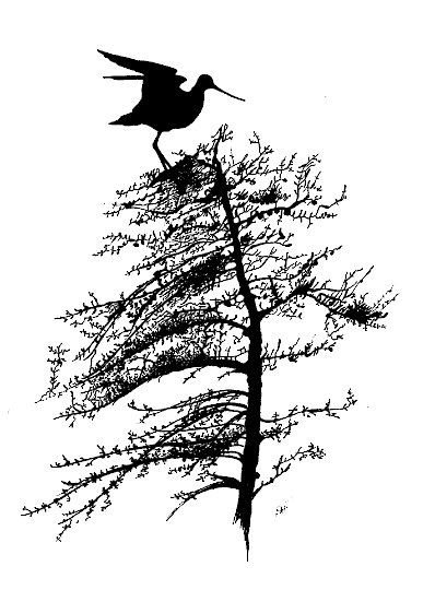 Hudsonian Godwit Figure 3. Hudsonian Godwits regularly perch on the tops of conifer trees during the breeding season.