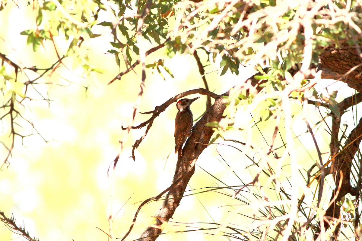Arizona Woodpecker - Roger Clark
