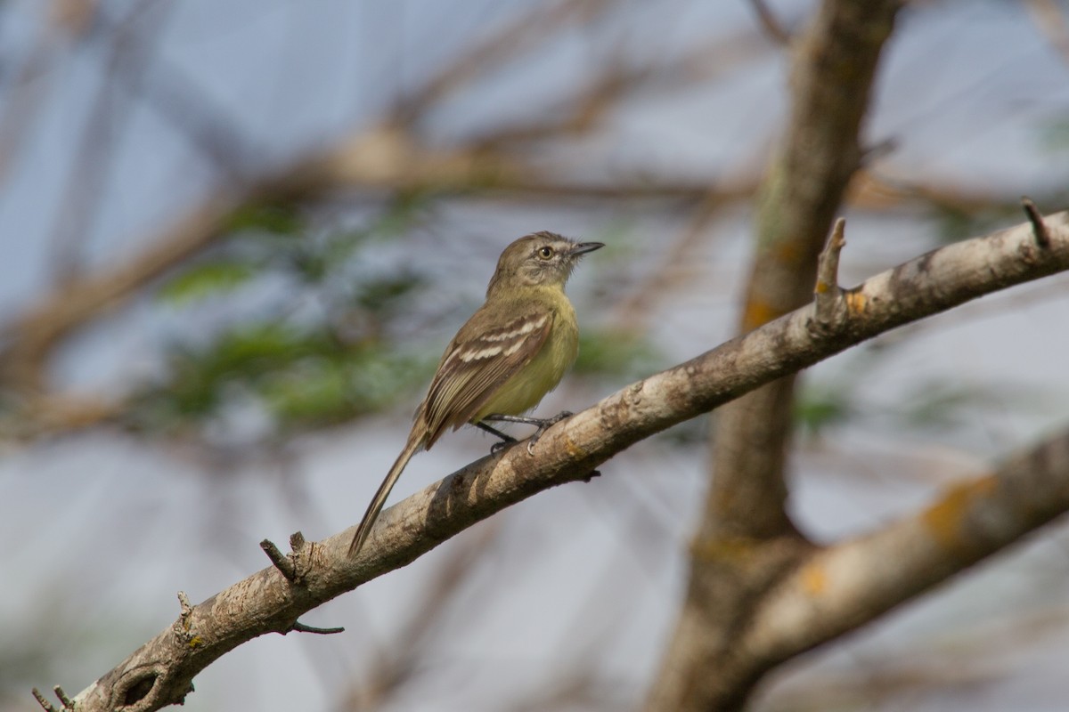 Pale-tipped Tyrannulet - ML250045021