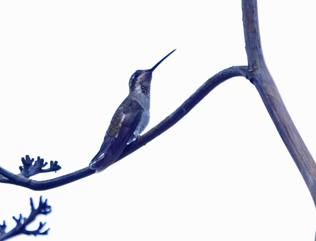 kolibřík achátový - ML250046821