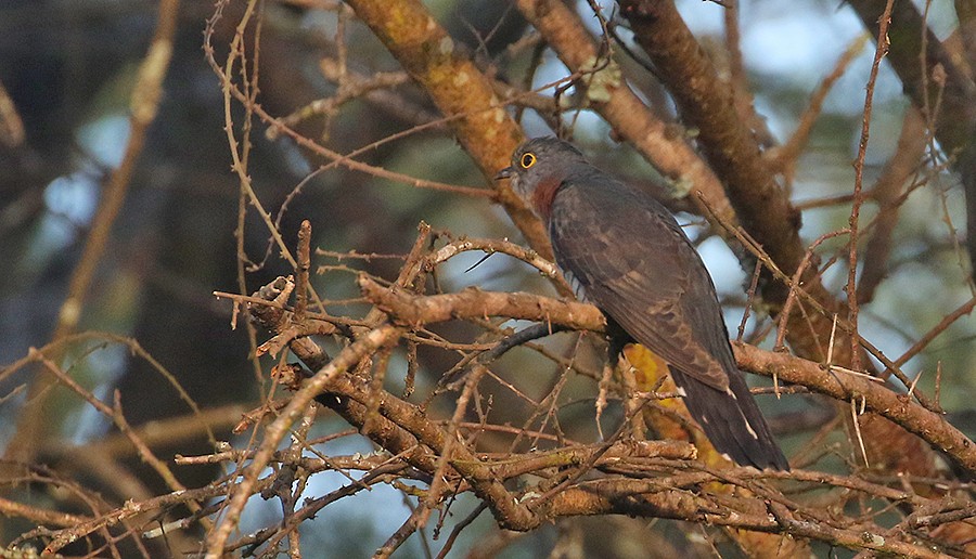 Red-chested Cuckoo - ML250046911