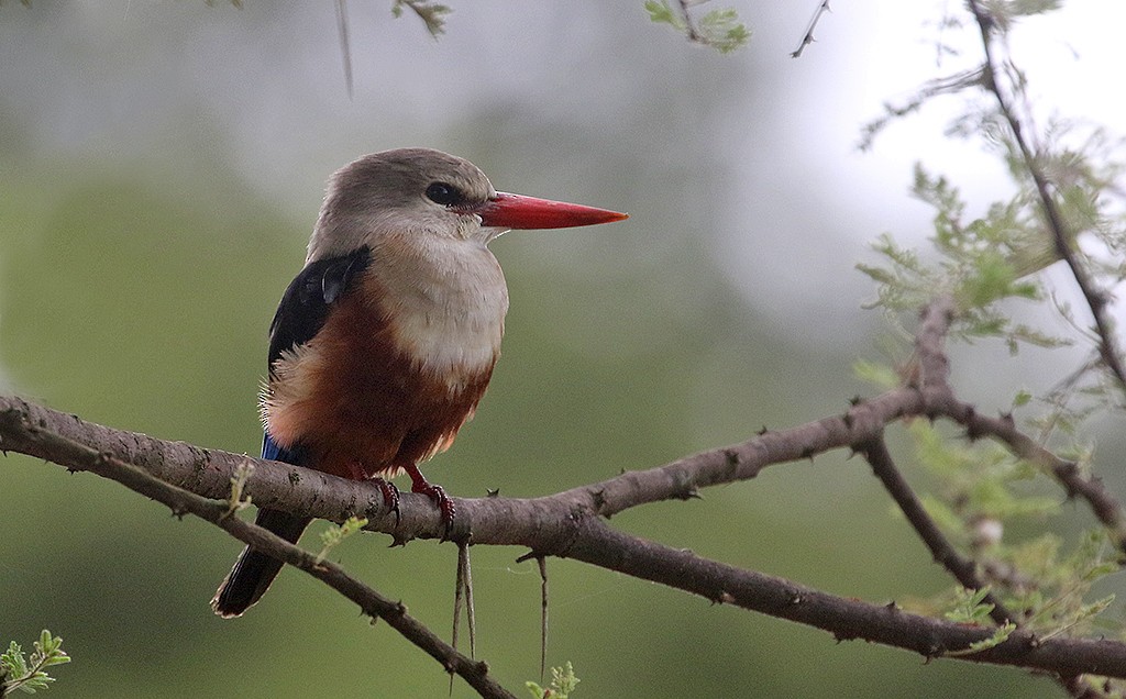 Gray-headed Kingfisher - Peter Ericsson
