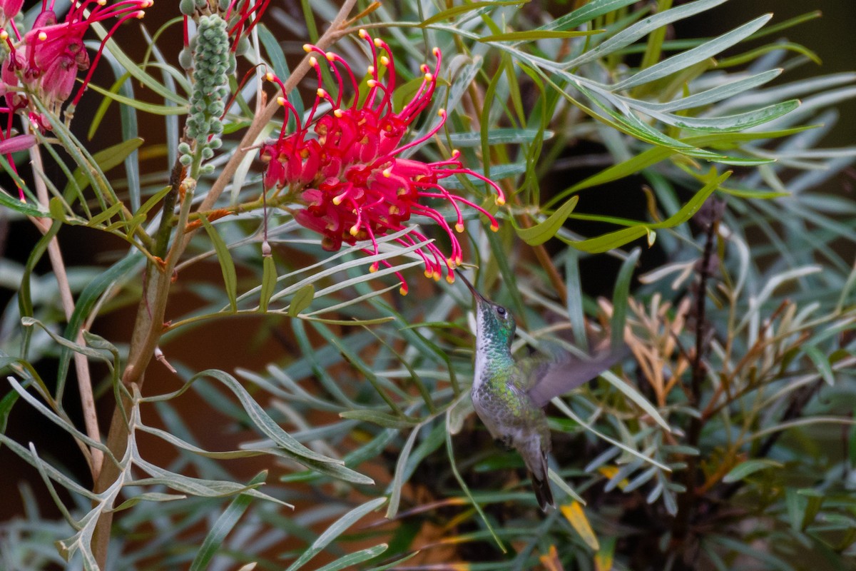 kolibřík pestrý [skupina versicolor] - ML250048181