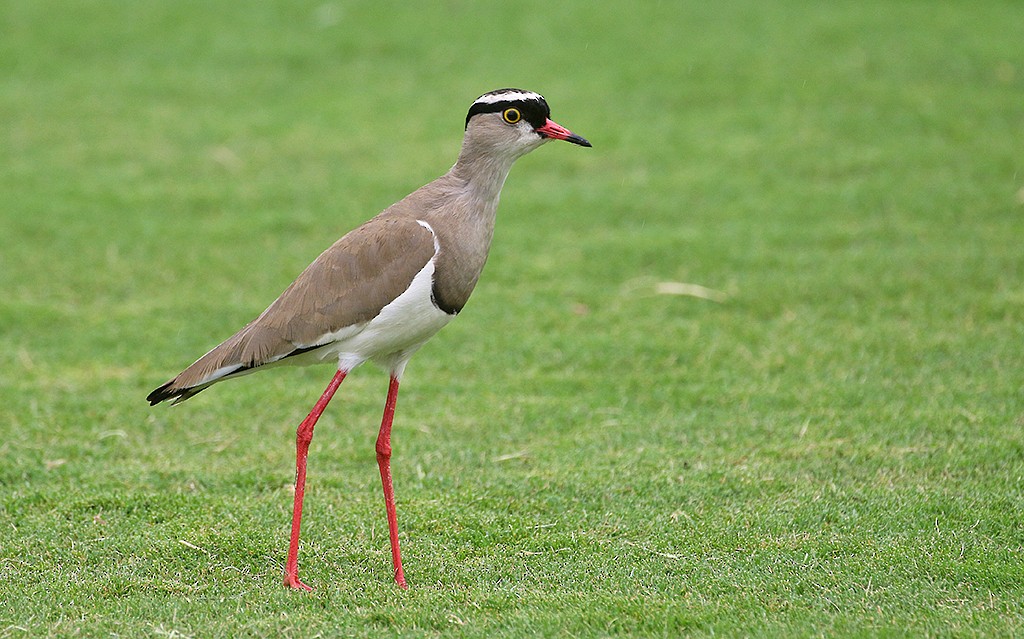 Crowned Lapwing - ML250048811