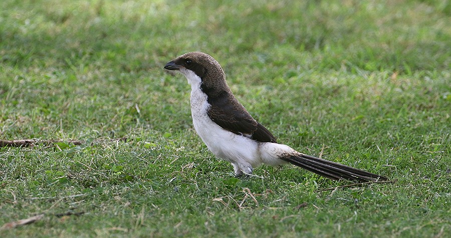 Long-tailed Fiscal - Peter Ericsson