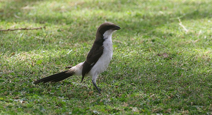Long-tailed Fiscal - ML250048931