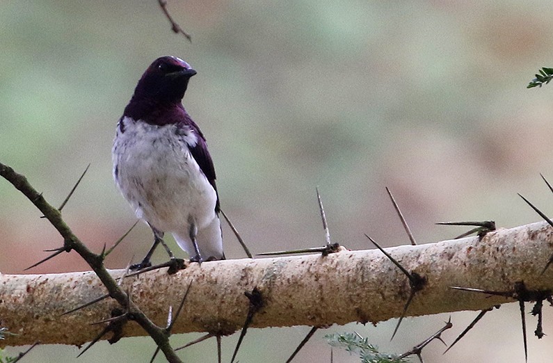 Violet-backed Starling - ML250049011