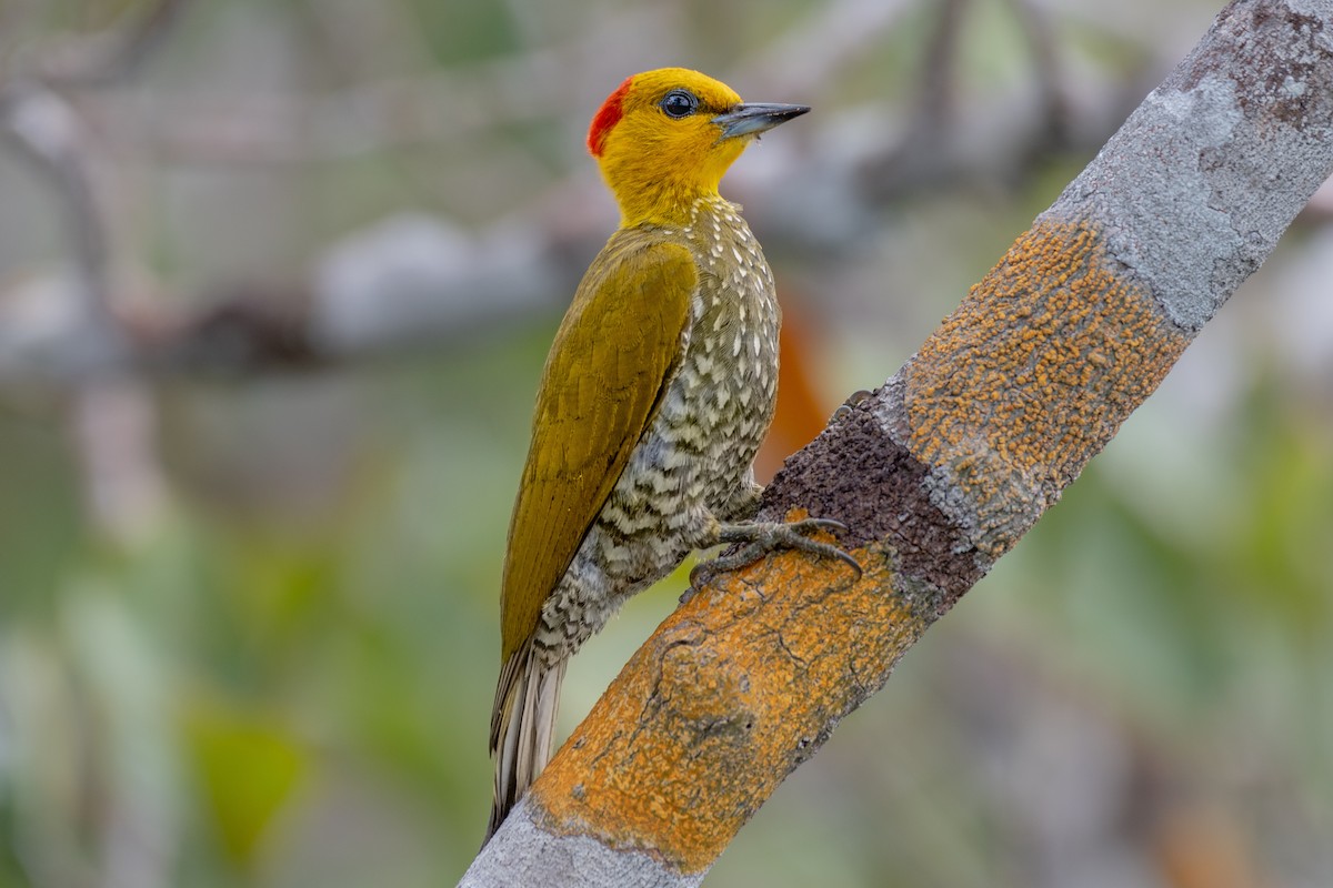 Yellow-throated Woodpecker - ML250050541