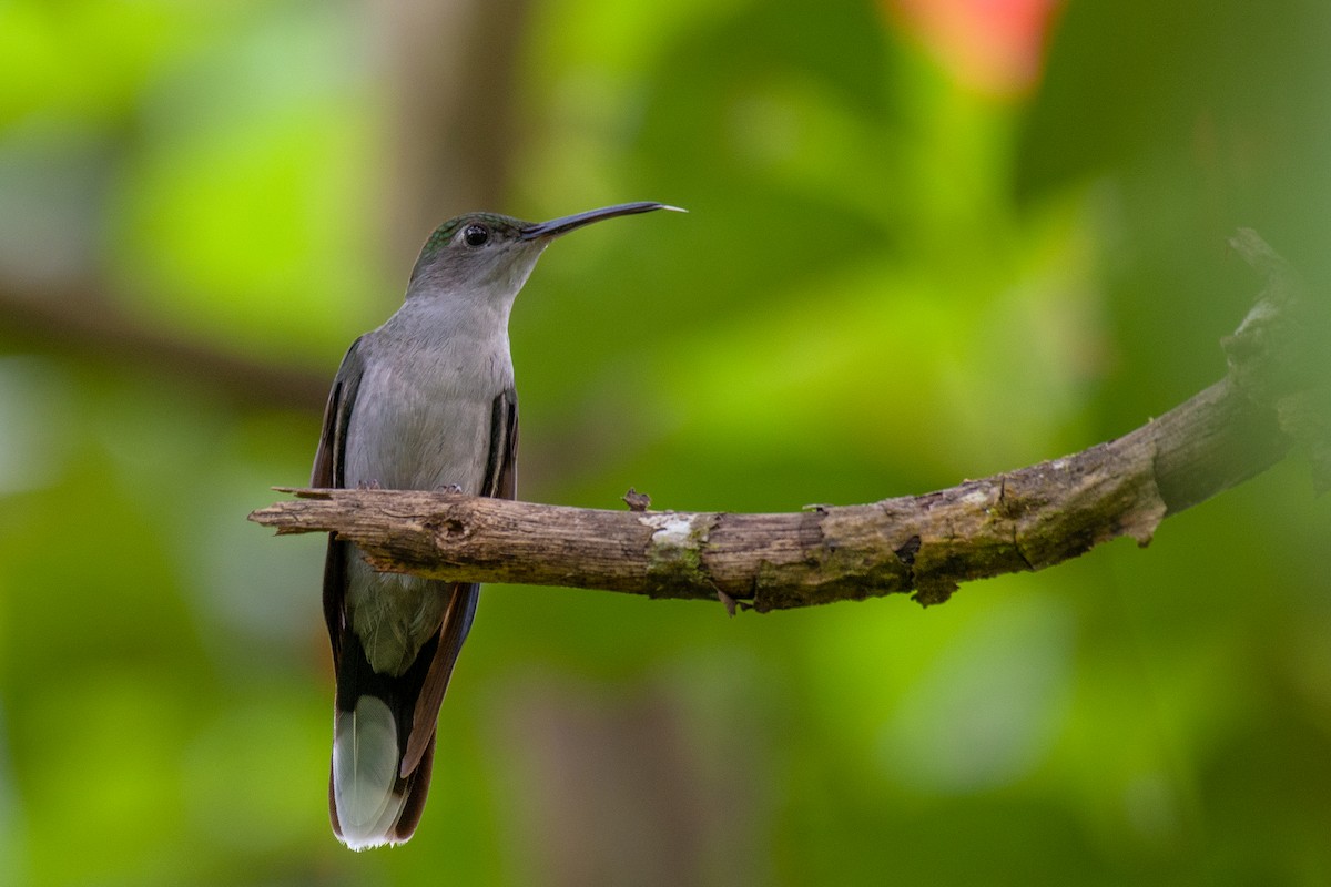 kolibřík šedoprsý - ML250051281