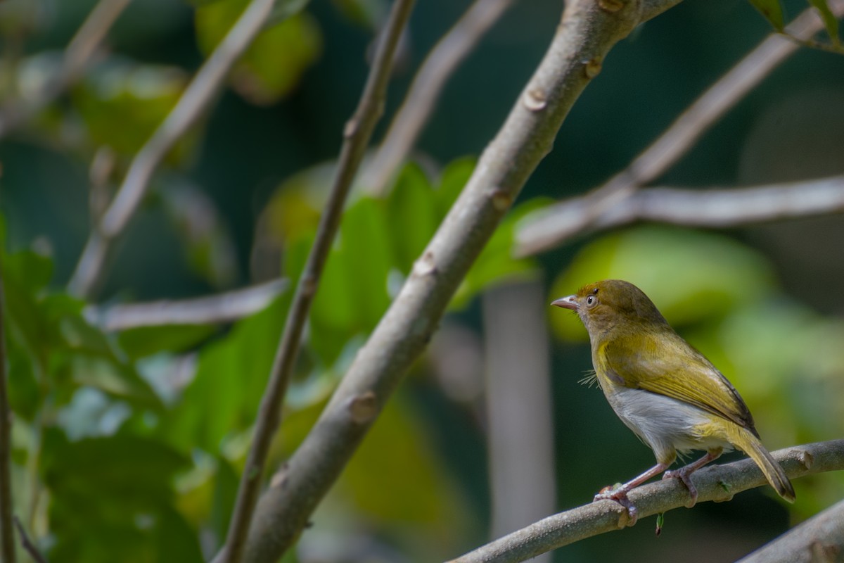 Gray-chested Greenlet - Victor Castanho