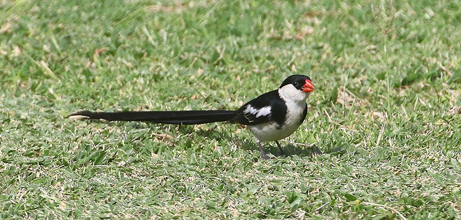 Pin-tailed Whydah - ML250053071