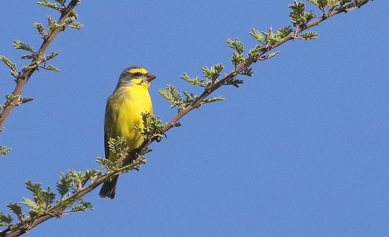 Yellow-fronted Canary - ML250053141