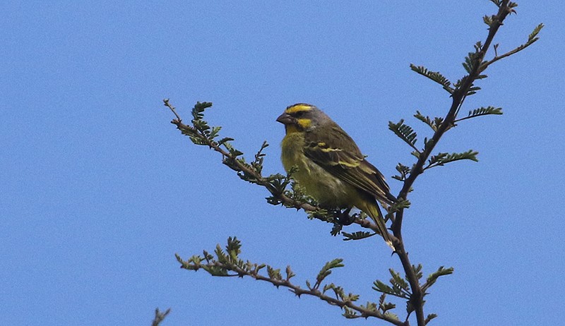 Yellow-fronted Canary - ML250053151