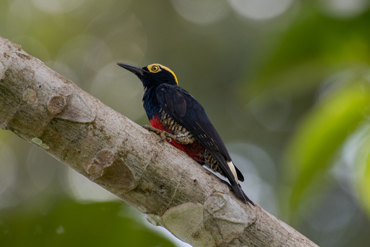 Yellow-tufted Woodpecker - ML250053501
