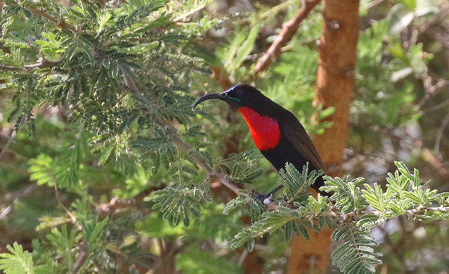 Scarlet-chested Sunbird - Peter Ericsson