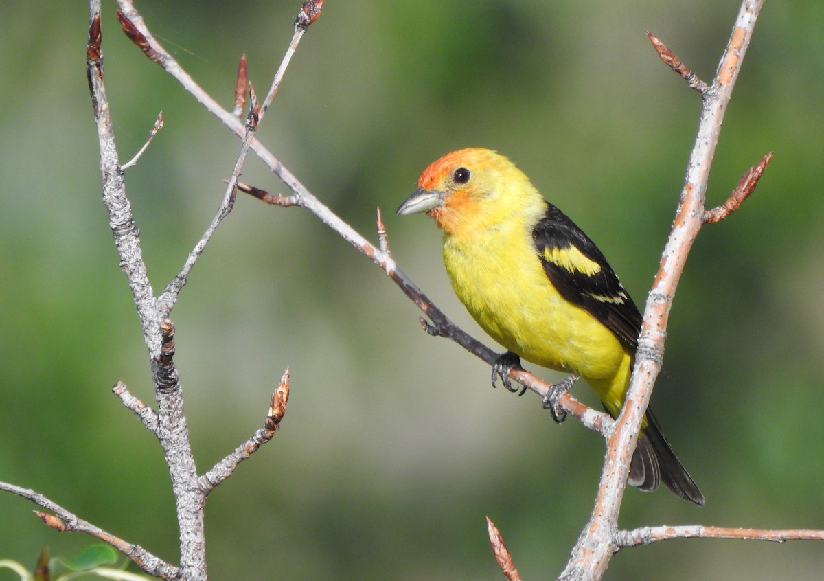 Western Tanager - ML250056901
