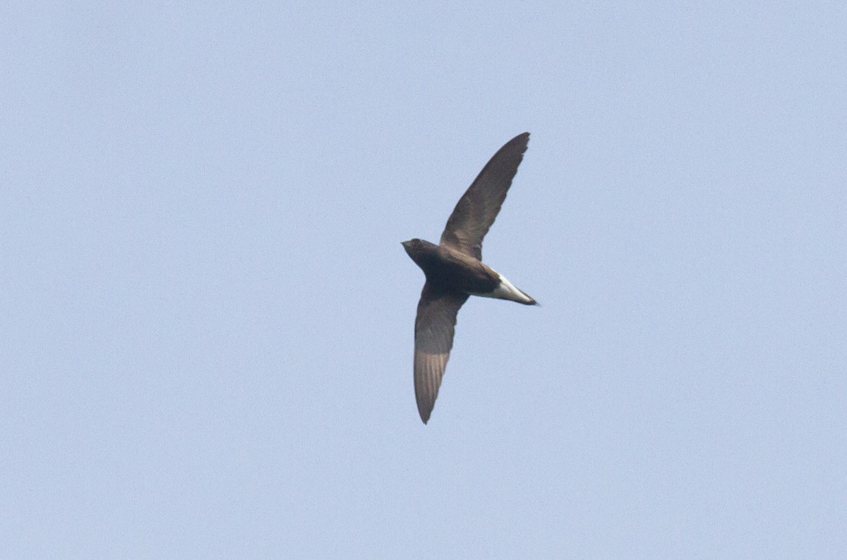 Brown-backed Needletail - ML250058111