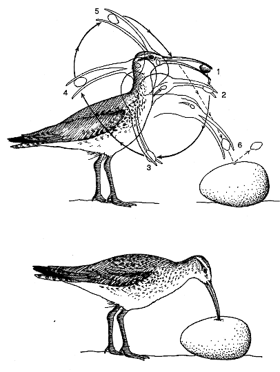 Bristle-thighed Curlew Figure 3. Feeding behavior of Bristle-thighed Curlew
