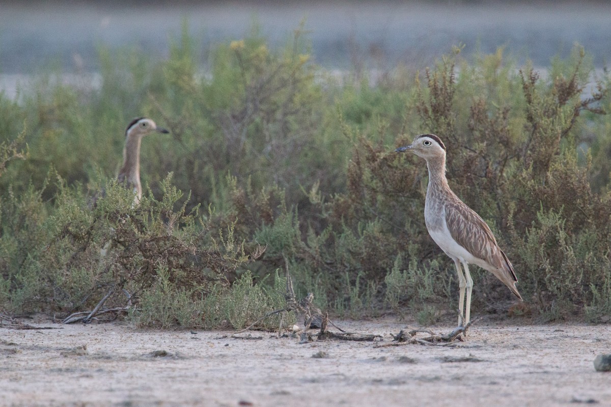 Double-striped Thick-knee - ML250062741