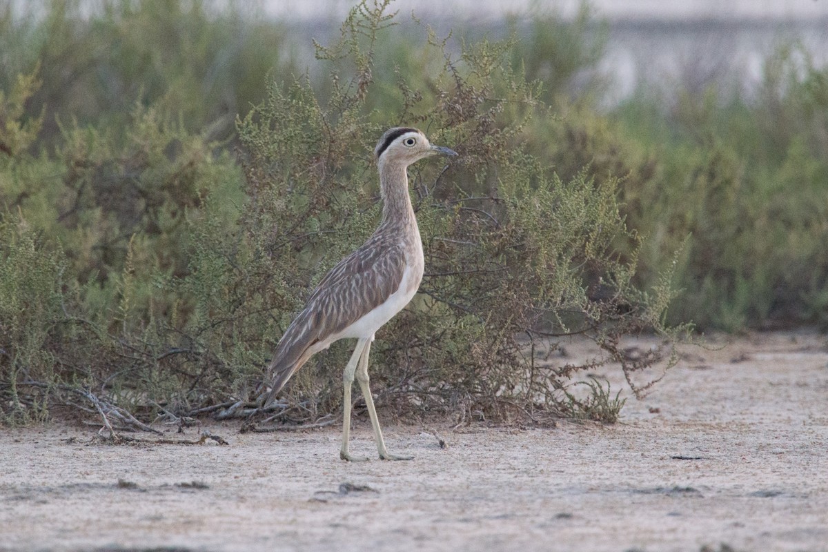 Double-striped Thick-knee - ML250062751