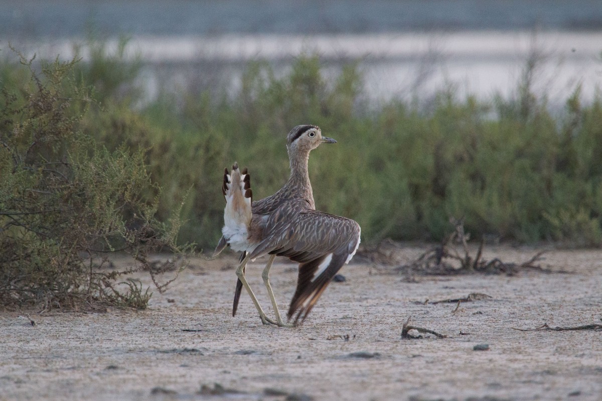 Double-striped Thick-knee - ML250062771