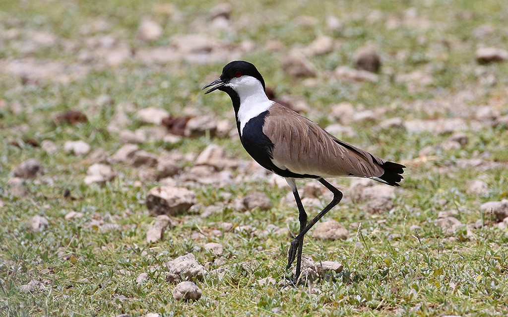 Spur-winged Lapwing - Peter Ericsson