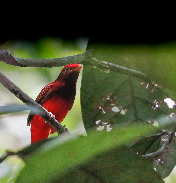 Guianan Red Cotinga Ebird