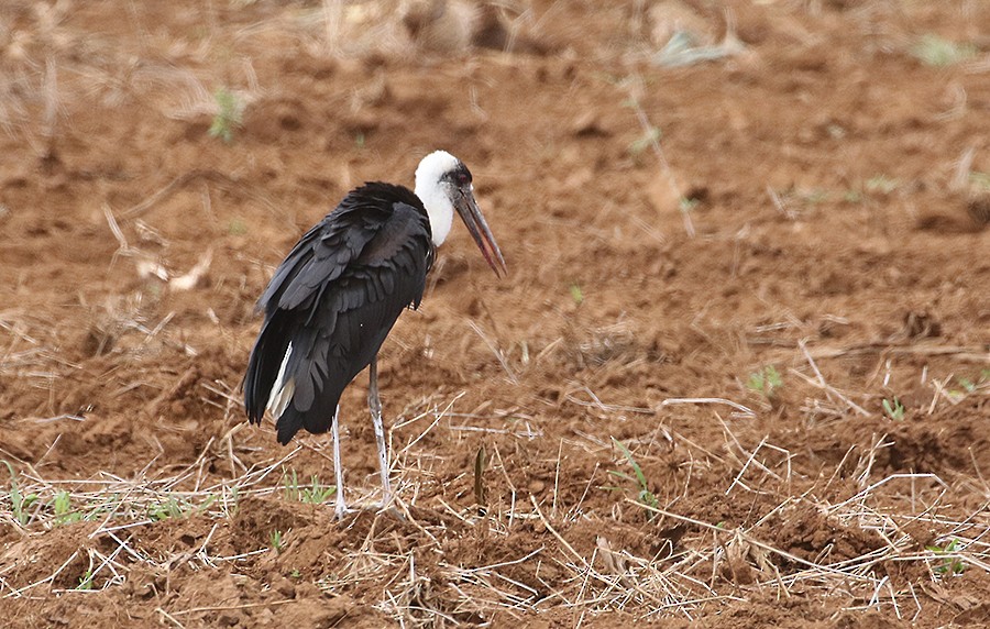 African Woolly-necked Stork - ML250070741