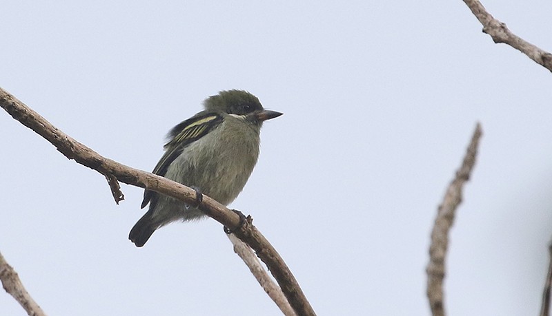 Moustached Tinkerbird - ML250070921