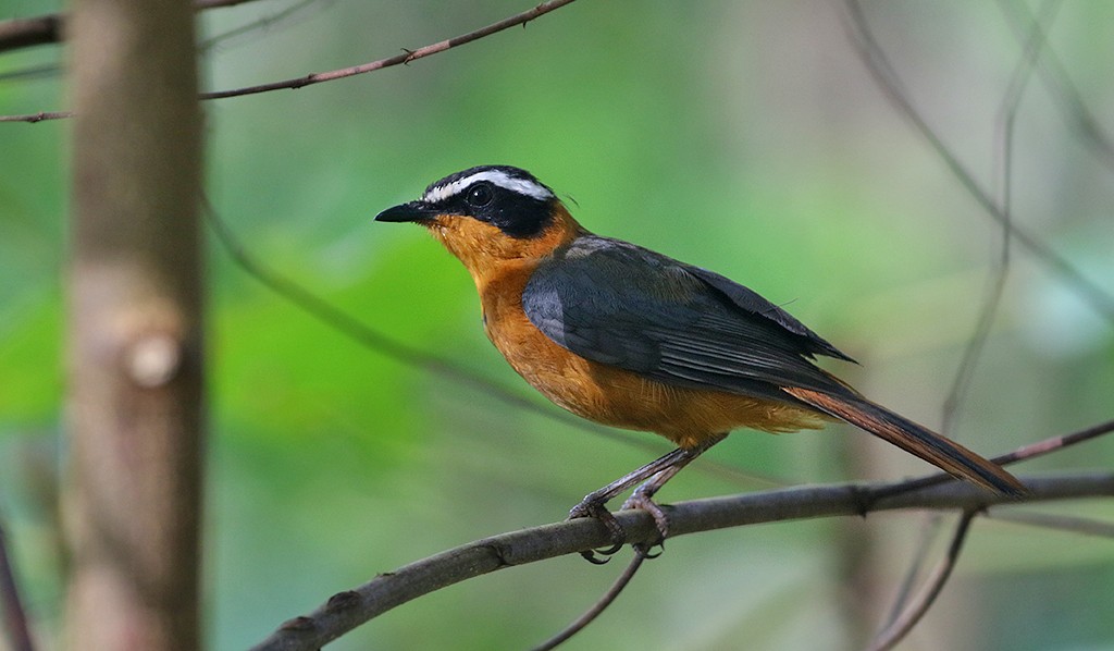 White-browed Robin-Chat - ML250072031